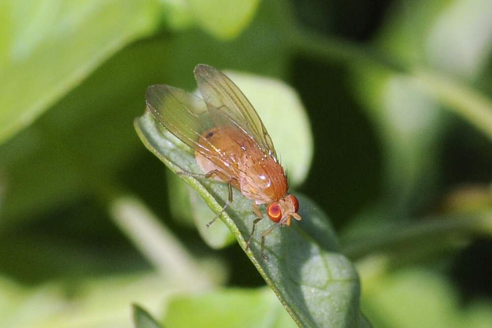 Mosca dagli occhi rossi da ID